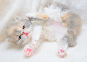 cute persian cat baby kitten