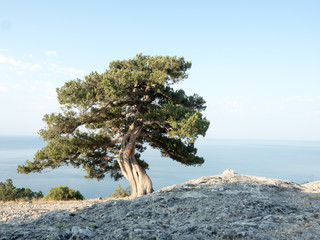 Old juniper on the crimean hill 