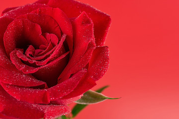 Beautiful romantic red rose petals closeup poster background material