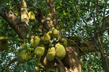 Jackfruits on the jackfruit tree