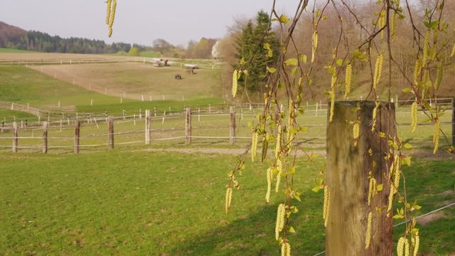 Close-up of birch aglets and grazing horses on paddock as background at spring. Branches of birch-tree and earrings and farm animals. New beginning concept. Season of flowering and formation on ranch