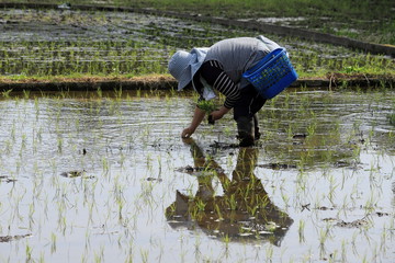 Fototapeta na wymiar Rice filed in spring time in Japan