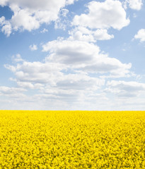 Blooming rapeseed (Brassica napus) field