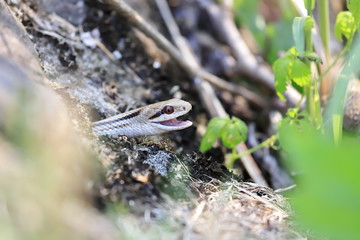 Snake
