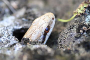 Snake