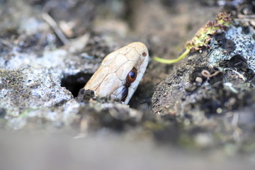 Snake