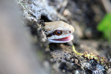 Snake