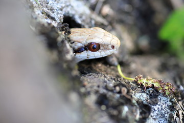 Snake