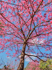 view of Prunus serrulata or Japanese cherry blossom on tree branches with blue sky background, Royal Project Garden in Doi Ang Khang, Chiang Mai, northern of Thailand.