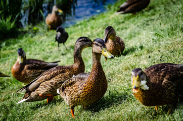 ducks