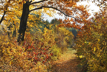 Landscape near Bojnice. Slovakia
