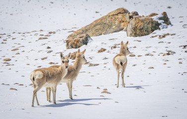 Goa (antelope) © Sandeep Ananda das