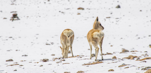 Goa (antelope)