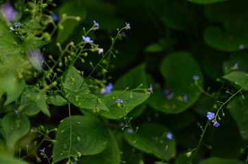 green leaf