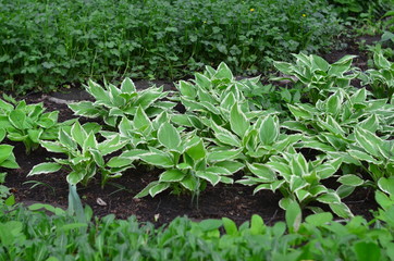 young plants in the garden
