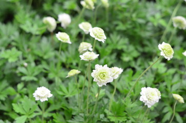 white flowers in the garden