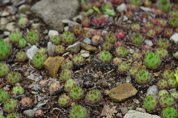green moss on the stone