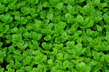 Fototapeta premium background of green leaves