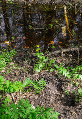 The first greenery and flowers in the swamp in spring.
