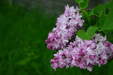 lilac tree