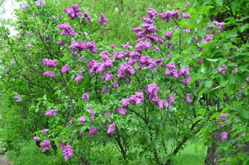 purple flowers in the garden