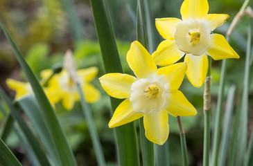 Yellow spring daffodil flowers