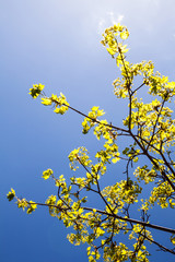 Blooming branches of the maple tree