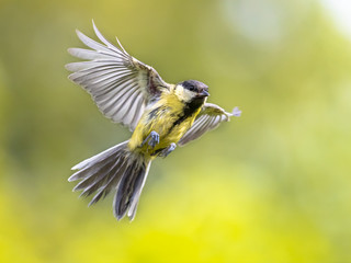 Bird in flight on bright green background crop