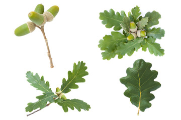 set collection of the Leaves and fruit of Downy Oak (Quercus pubescens) isolated on a white...