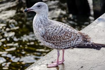 seagull
