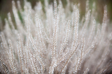 Trockene Pflanzen auf dem Feld © rootstocks