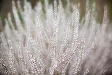 Trockene Pflanzen auf dem Feld © rootstocks