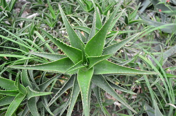 green plant in the garden cactus aloe