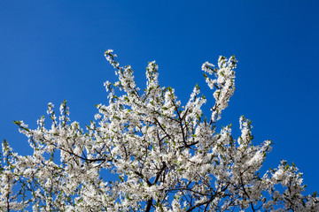 Cherry tree blossom