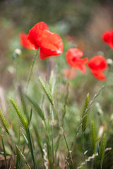 Red poppy flowers