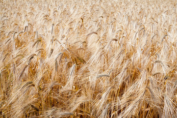 Field of ripe wheat