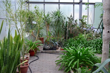 garden with plants in greenhouse
