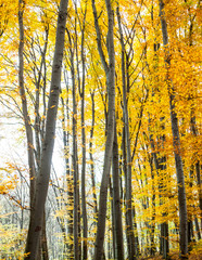Yellow trees in the forest