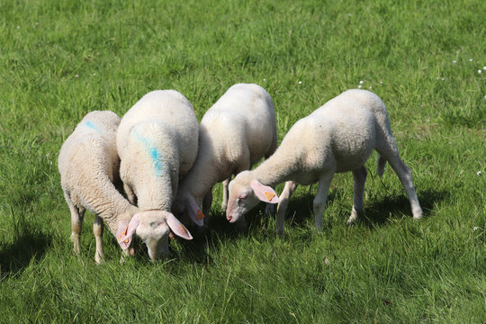 รูปภาพAgneaux เลือกดูภาพถ่ายสต็อก เวกเตอร์ และวิดีโอ873 Adobe Stock