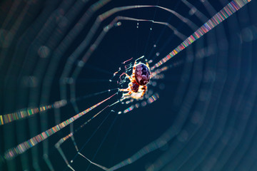 The spider sits on the weaved web and waits for the victim. Close up, macro 