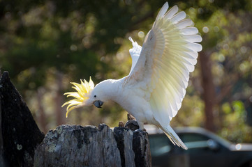 Beautiful sulphur-crested cockatoo showing off its yellow crest and wings