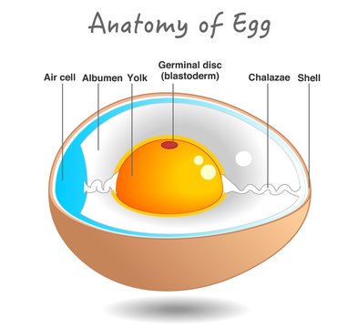 Egg anatomy.  Bird and chicken egg diagram. Cross section. Embryo. Detailed birds, chickens reproductive system. Simple annotated. White background.  