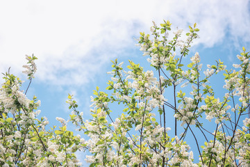 blooming bird cherry tree in blue sky