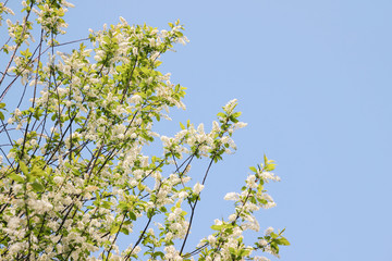 blooming bird cherry tree in blue sky