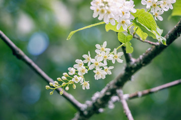 blooming bird cherry flower on branch in garden