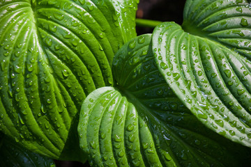 Obraz premium Hosta green leaves with dewdrops