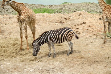 Grant's zebra (Equus quagga boehmi) finding something to eat with Giraffe