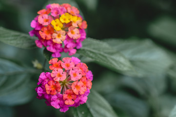 pink flowers in the garden