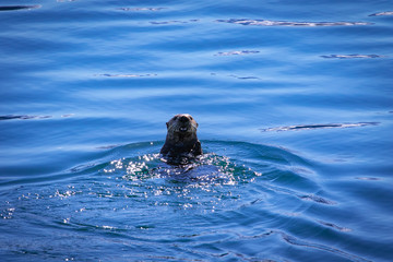 Obraz premium Sea Otter taking notice of its surroundings