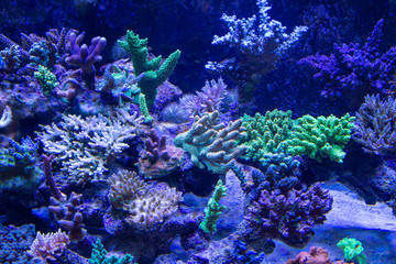 Fototapeta na wymiar Various type of Short Polyps Stony Coral growth on the live rock